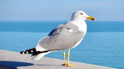 Seagull Pool Cleaner Revolutionizes Pool Maintenance